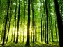 Romsilva a plantat aproximativ 22 de milioane de puieți forestieri, în campania împăduririlor de primăvară