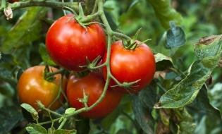 Bugetul MADR a fost suplimentat cu suma de 182 milioane lei pentru plata sprijinului acordat pentru ciclul I de producție la tomate