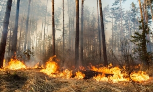 ANPM: Triplare a numărului de cazuri de incendii de vegetație în România, în luna iunie