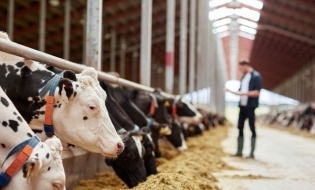APIA eliberează adeverințe fermierilor crescători de animale care doresc să acceseze credite bancare
