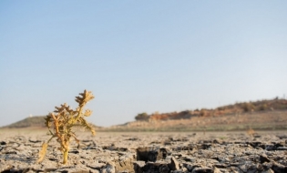 Ministrul Agriculturii a anunțat că despăgubirile pentru culturile calamitate de secetă vor fi acordate în octombrie