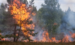 Numărul de incendii în fondul forestier administrat de Romsilva a crescut de șapte ori, în primele șase luni