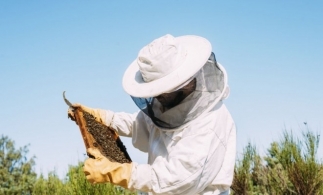APIA primește Cereri de plată pentru intervențiile aferente sectorului apicol 2024