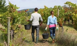 Secretar de stat: Ferma de familie este forma de organizare cea mai rezistentă, ce poate susţine agricultura