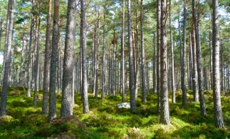 APIA primeşte cereri de plată pentru ajutorul de stat privind prima împădurire şi crearea de suprafeţe împădurite