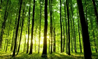 Romsilva: 11.240 de hectare fond forestier de stat au fost regenerate în campania de împădurire de primăvară