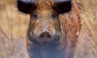 A fost prelungit termenul de înscriere în programul de susținere a crescătorilor de porci din rasele Bazna și Mangalița