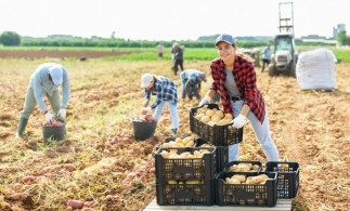 AFIR a publicat condițiile de finanțare pentru înființarea grupurilor de producători