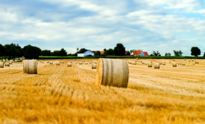 APIA: Rentierii agricoli pot solicita viza anuală până la finele lunii august