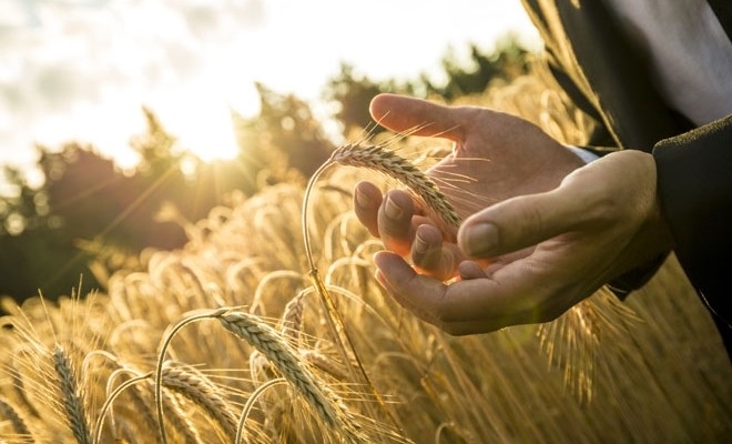 Ministrul Agriculturii: România poate deveni cel mai mare procesator din sud-estul Europei în următorii 3 ani