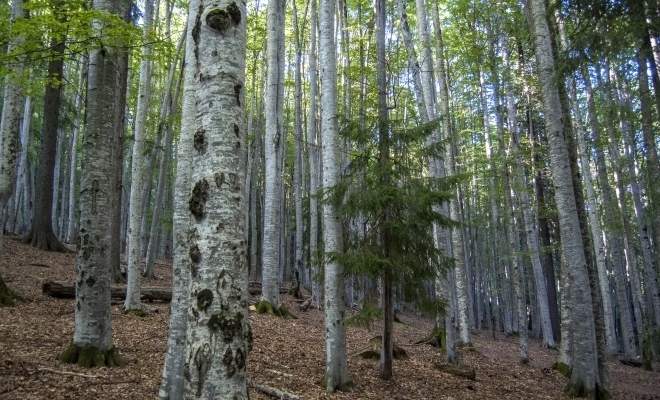 Ministrul Agriculturii: România a aplicat şi va continua să implementeze practici cu impact major pentru stocarea carbonului în sol