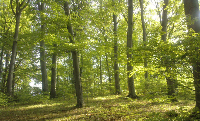 Romsilva va planta circa 20 de milioane de puieţi forestieri în campania de împăduriri de primăvară