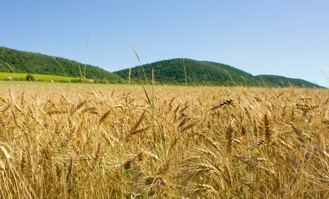 Adrian Chesnoiu: Peste 600.000 de fermieri din zona agriculturii de subzistență dețin circa 50% din suprafața agricolă