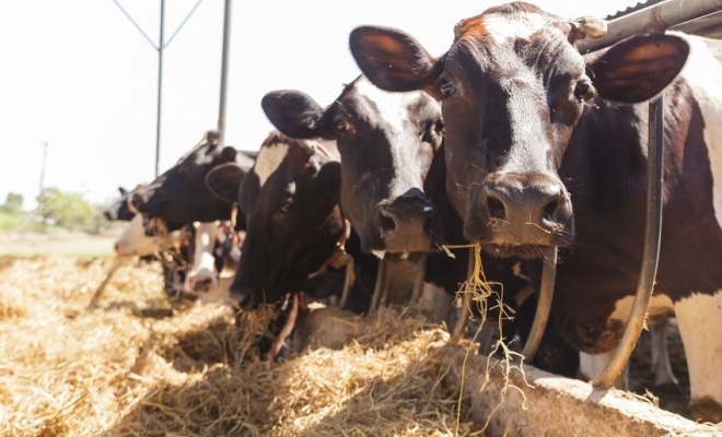 Trei scheme de ajutor de stat pentru crescătorii de bovine, suine şi de păsări, publicate în Monitorul Oficial