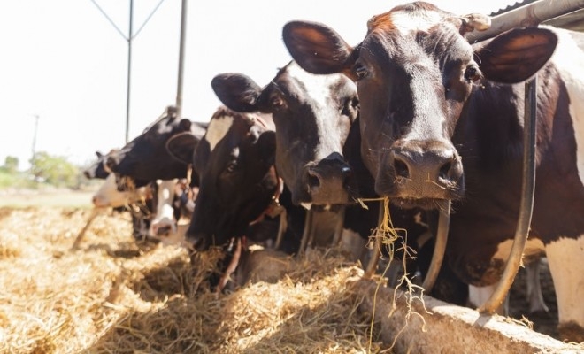 Exporturile de animale vii au crescut cu 13,8% în primul trimestru din 2019