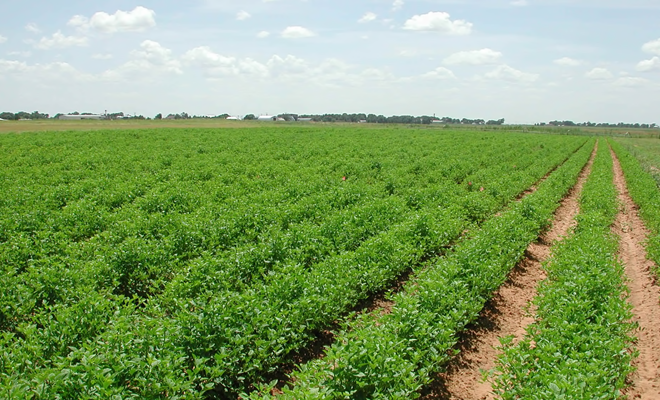 Secretar de stat: România trebuie să ajungă la o suprafaţă de 500.000 ha certificate în agricultură bio până în 2021