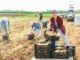 Ministrul Agriculturii: România ar putea deveni cel mai puternic stat din sud-estul Europei la capitolul procesare a alimentelor, în următorii 4 ani